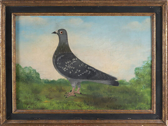 Antique English Oil on Canvas "Portrait of a Racing Pigeon"