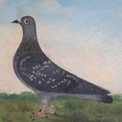 Antique English Oil on Canvas “Portrait of a Racing Pigeon”