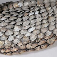 Sea Shell Encrusted Duck Decoy